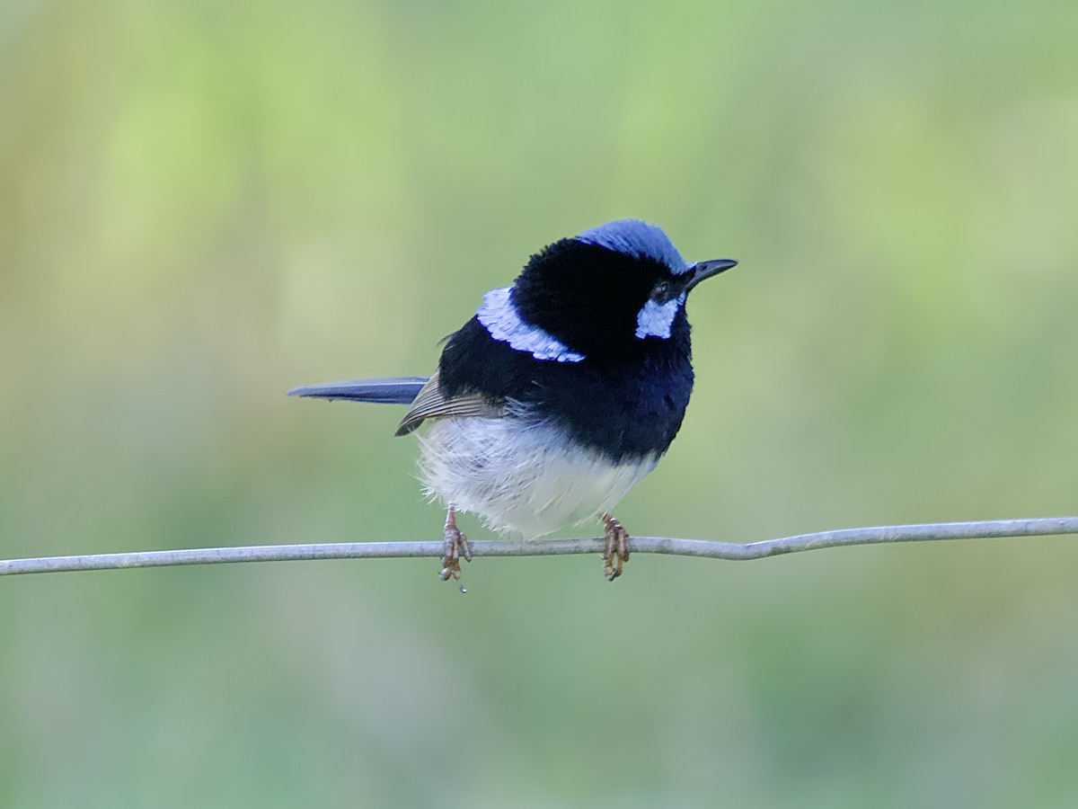 Superb Fairywren - ML620880376