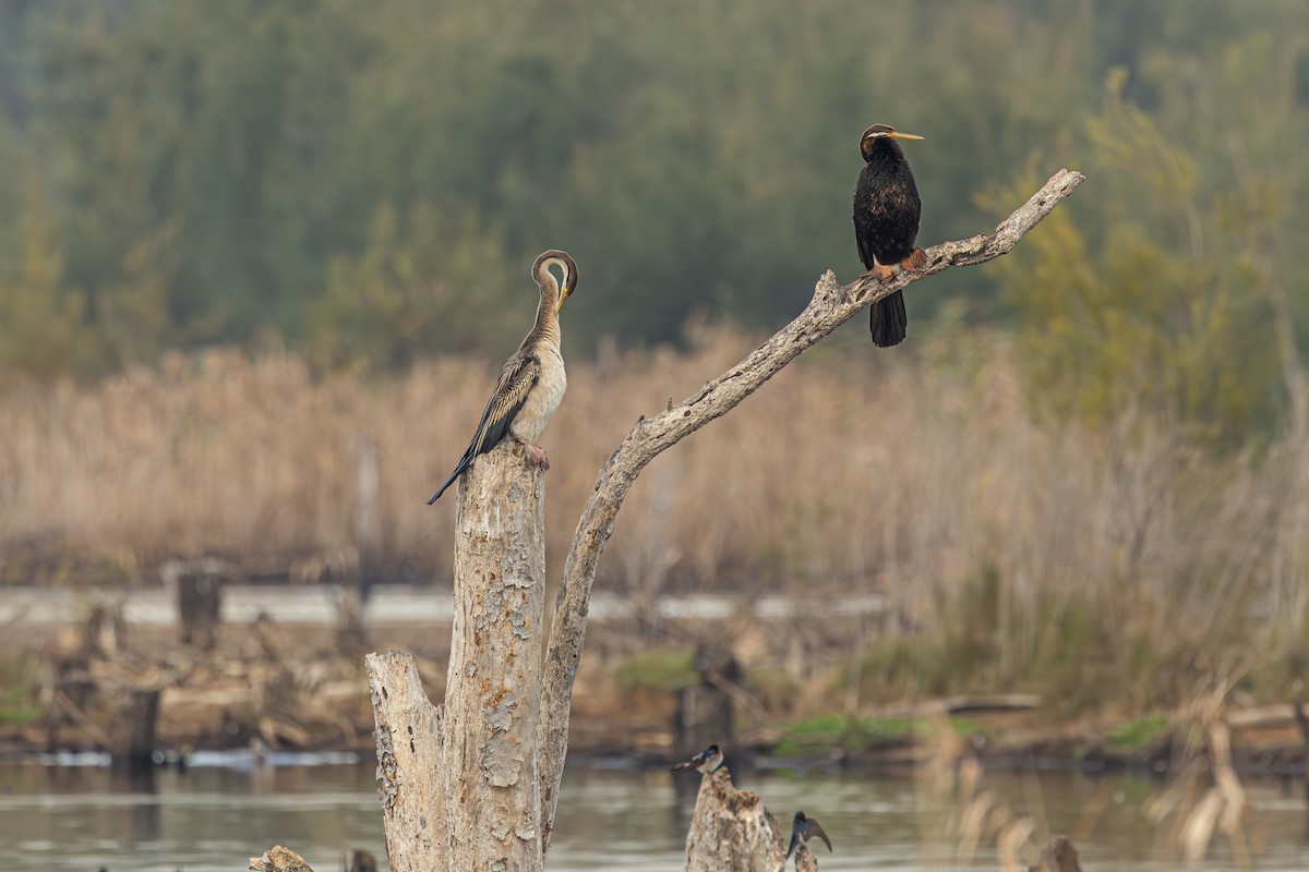 Anhinga d'Australie - ML620880387