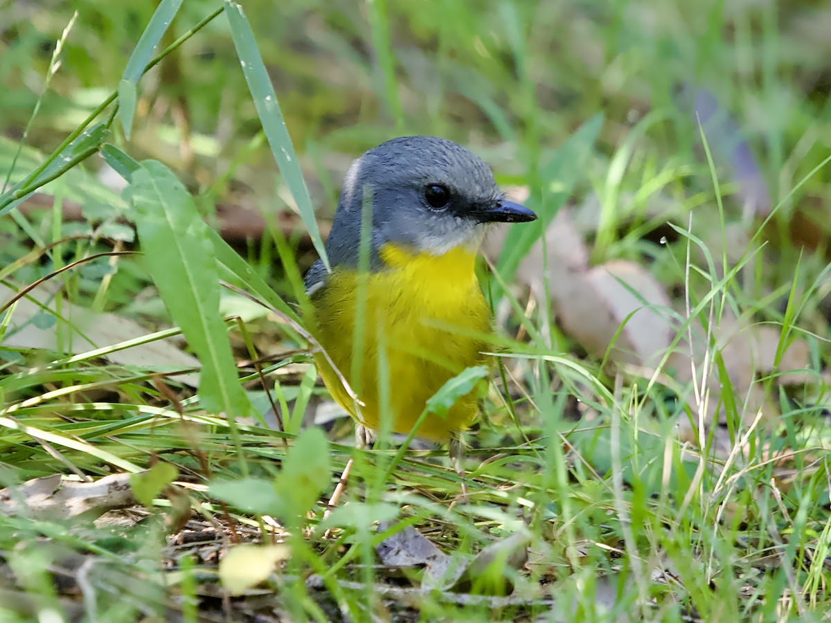 Miro à poitrine jaune - ML620880396