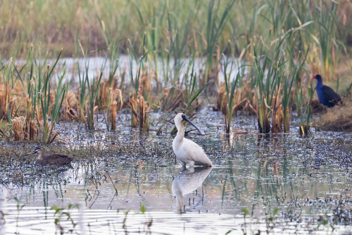 Royal Spoonbill - ML620880399