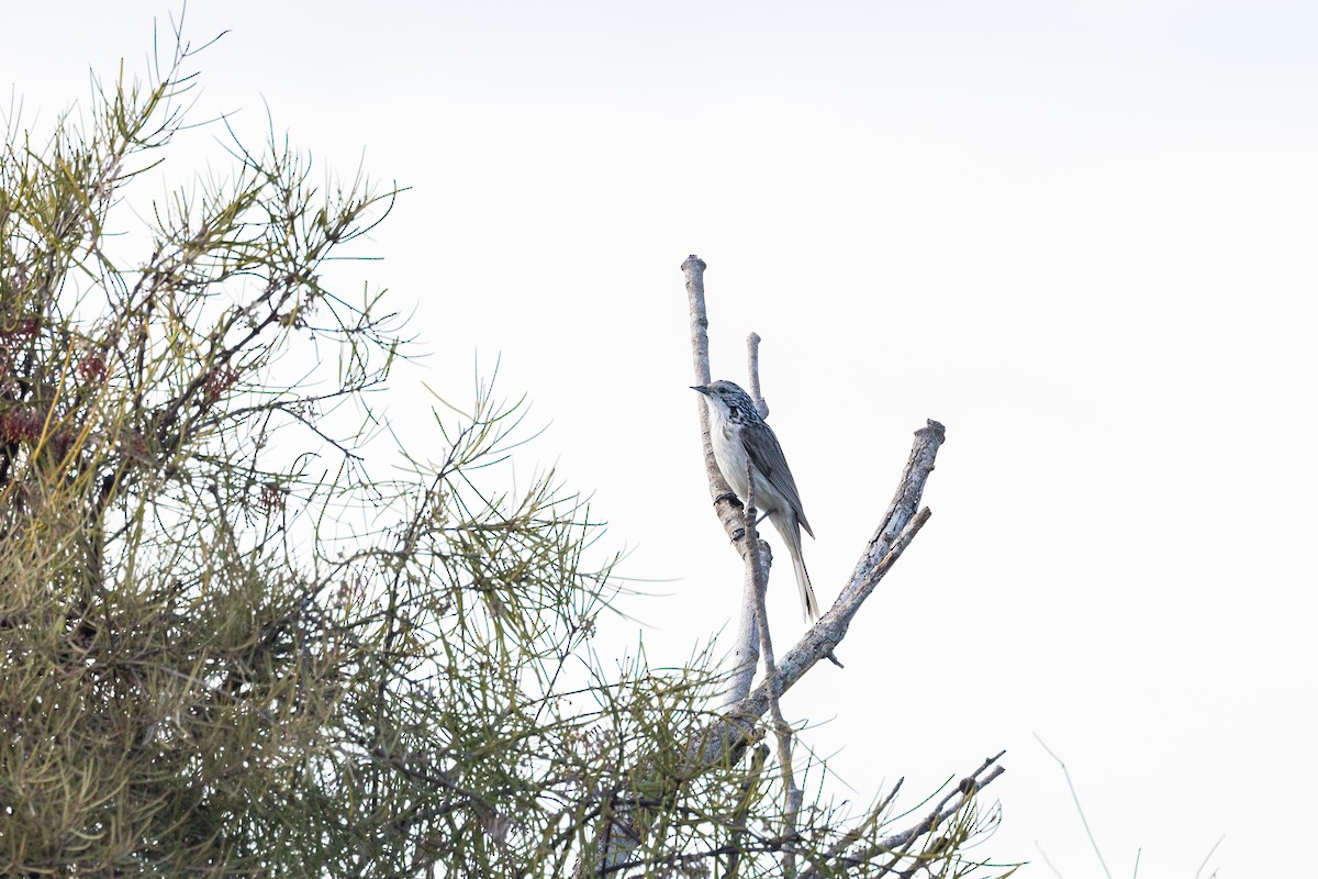 Striped Honeyeater - ML620880402