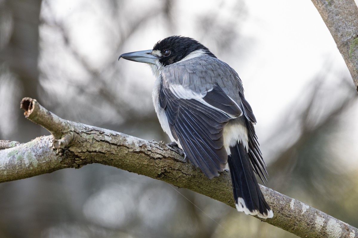 Gray Butcherbird - ML620880403