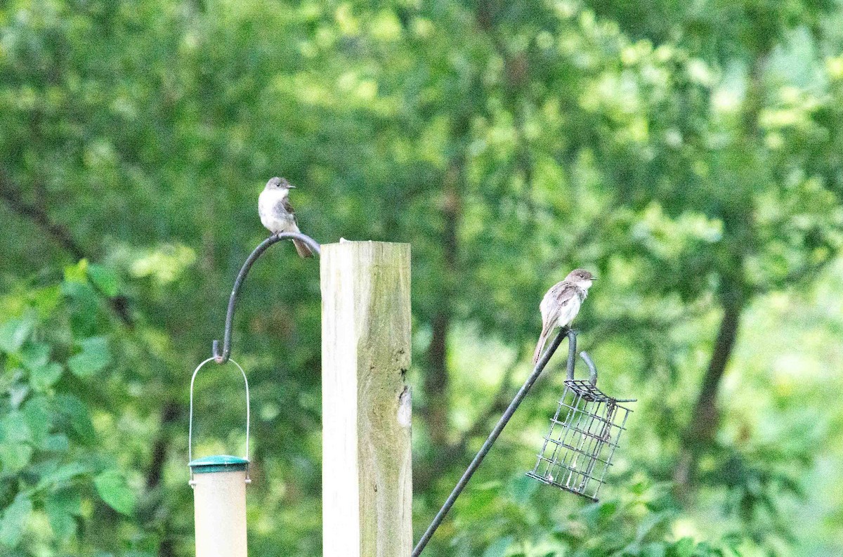 Eastern Phoebe - ML620880407