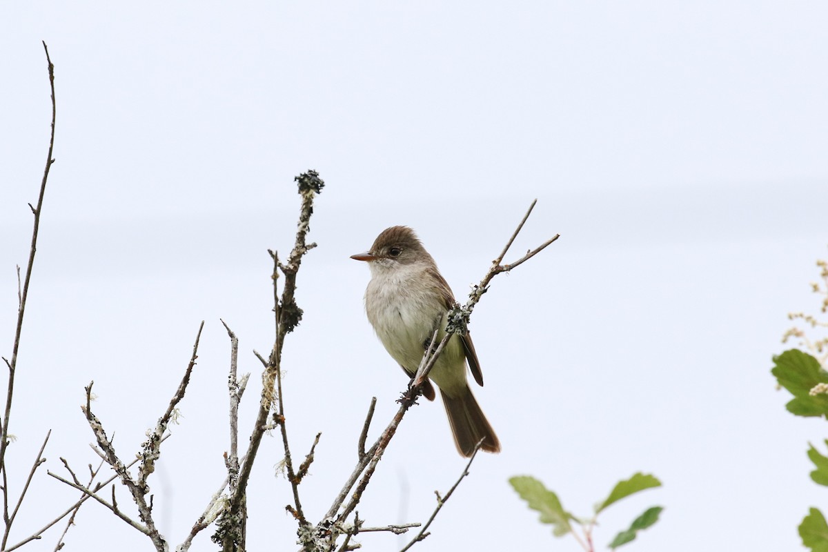 Willow Flycatcher - Marie O'Shaughnessy