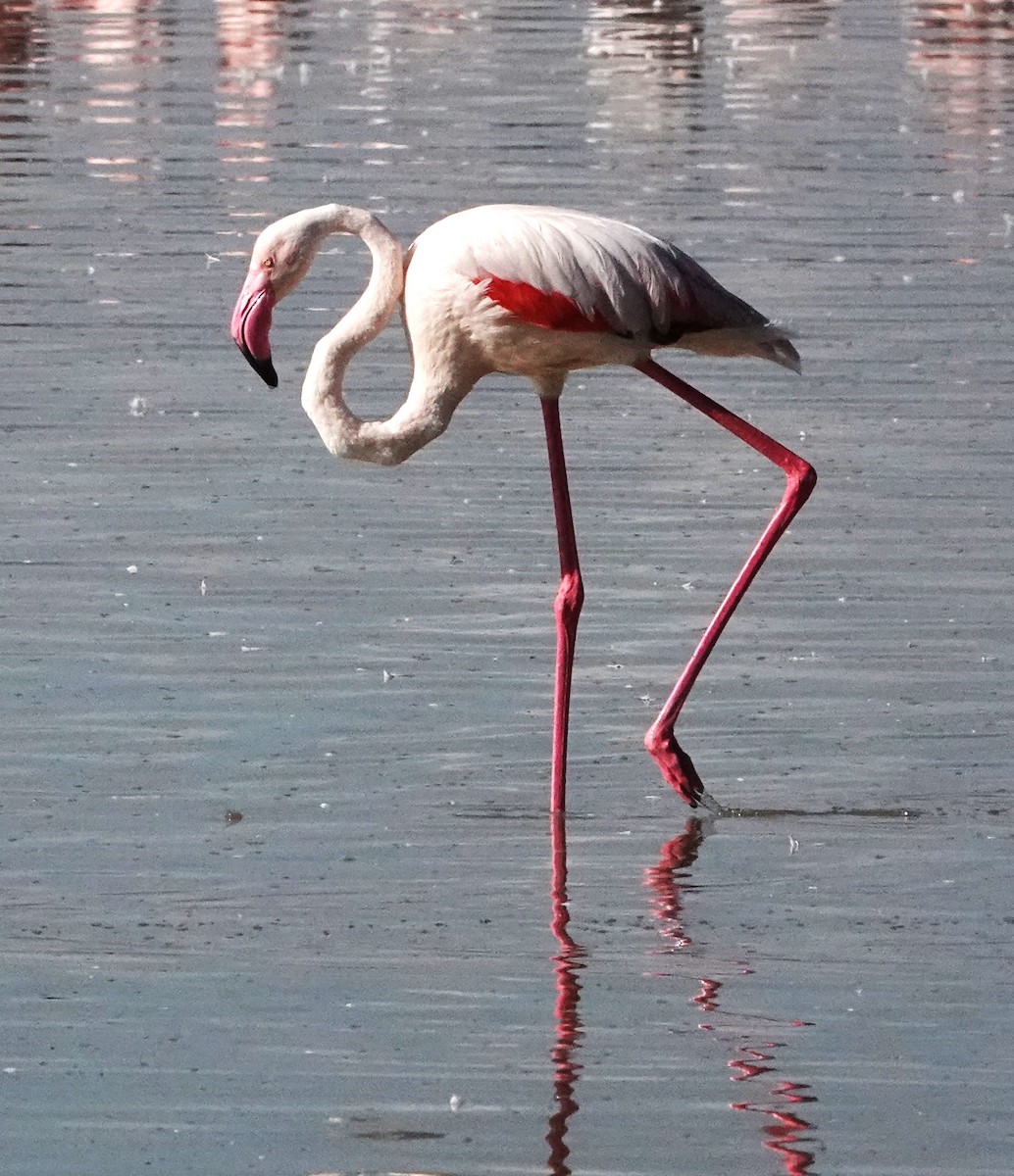 Greater Flamingo - ML620880410