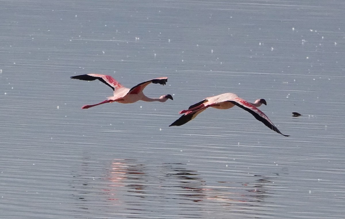 Lesser Flamingo - ML620880416