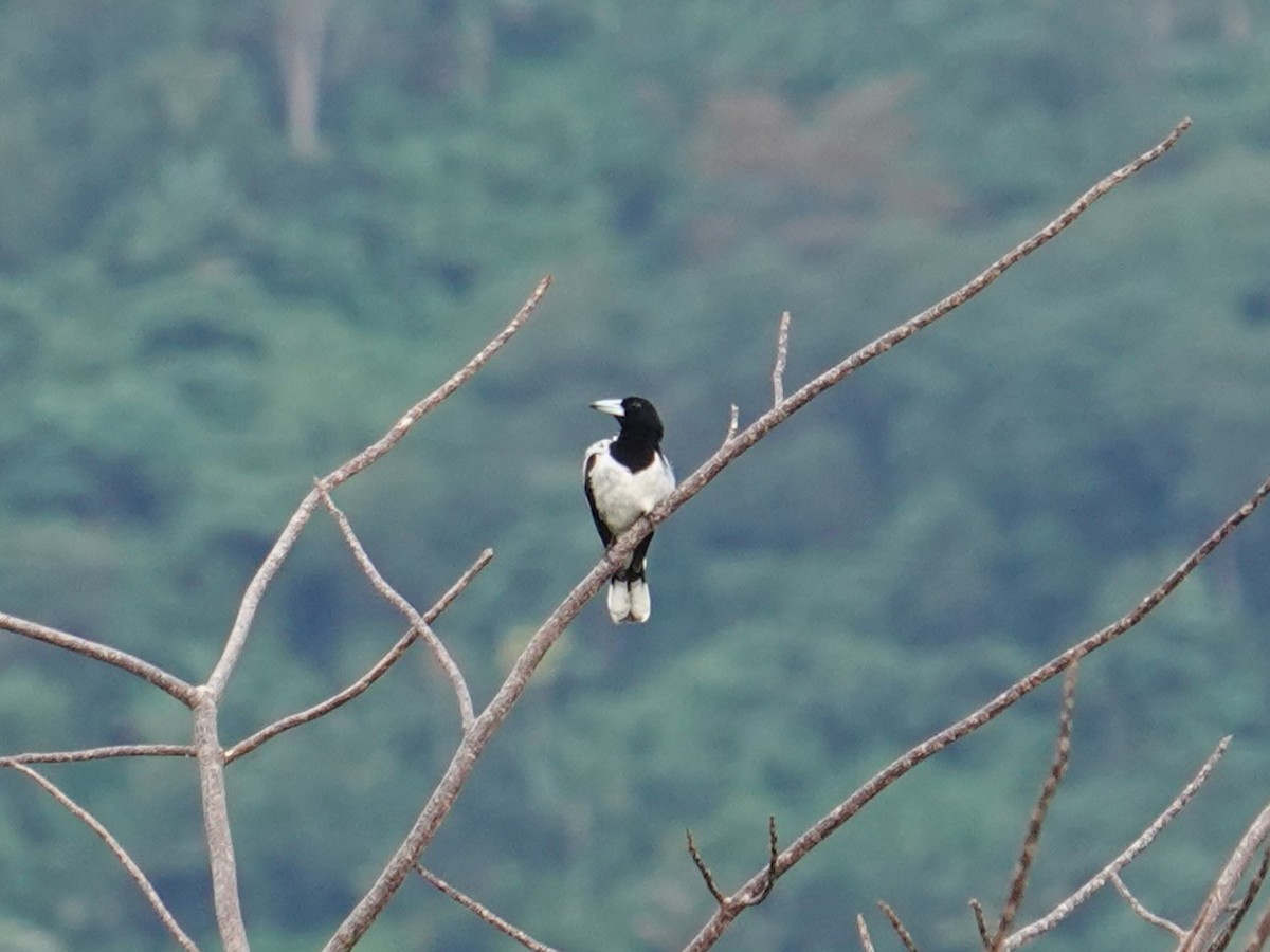 Hooded Butcherbird - ML620880418