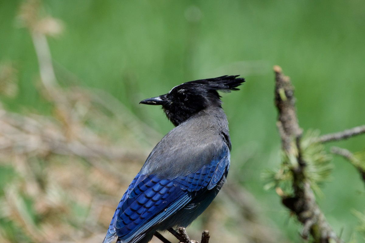 Steller's Jay - ML620880419