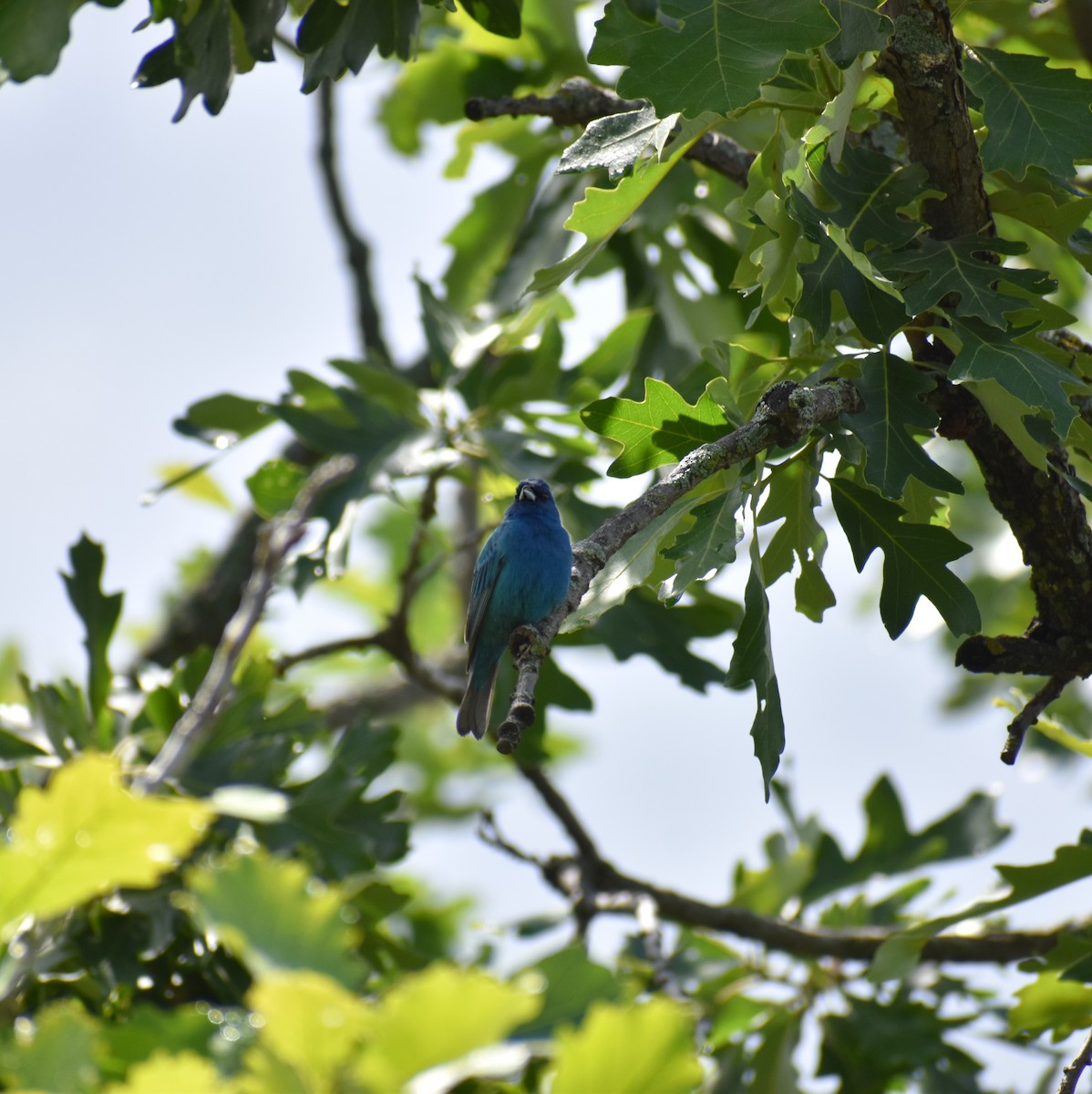 Passerin indigo - ML620880422