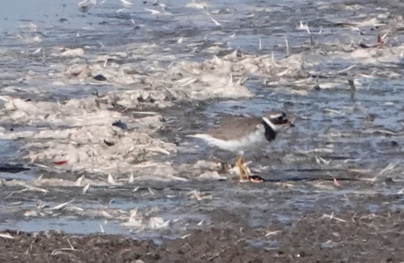 Common Ringed Plover - ML620880425