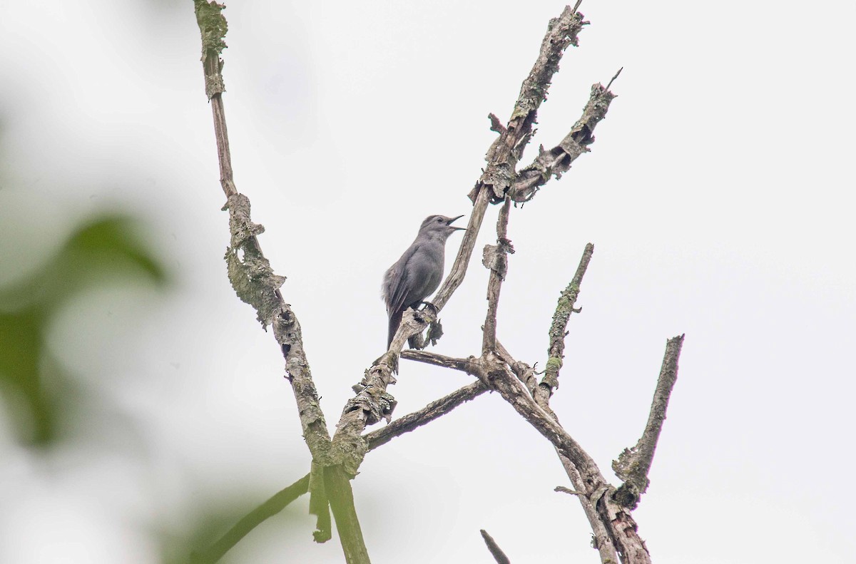 Gray Catbird - ML620880427