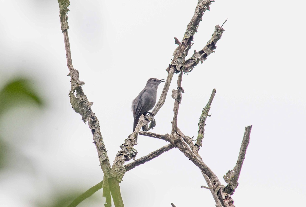 Gray Catbird - ML620880428