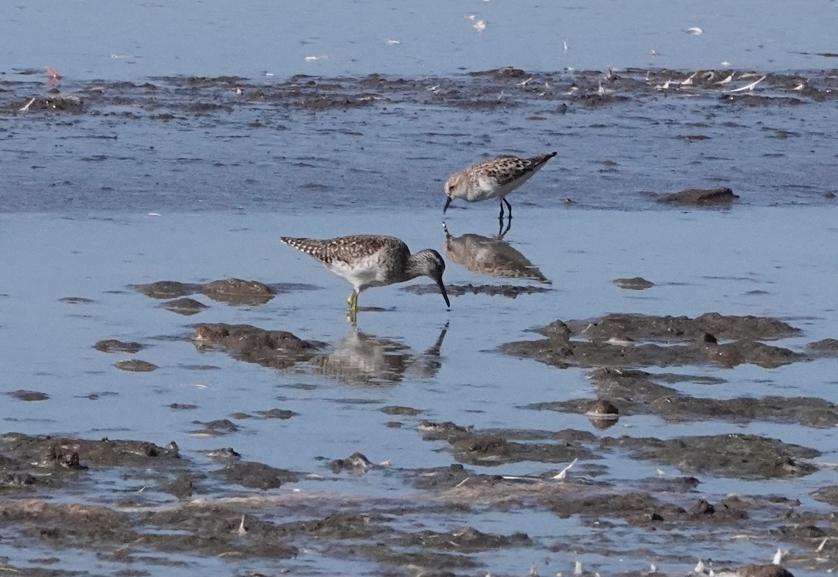 Marsh Sandpiper - ML620880431