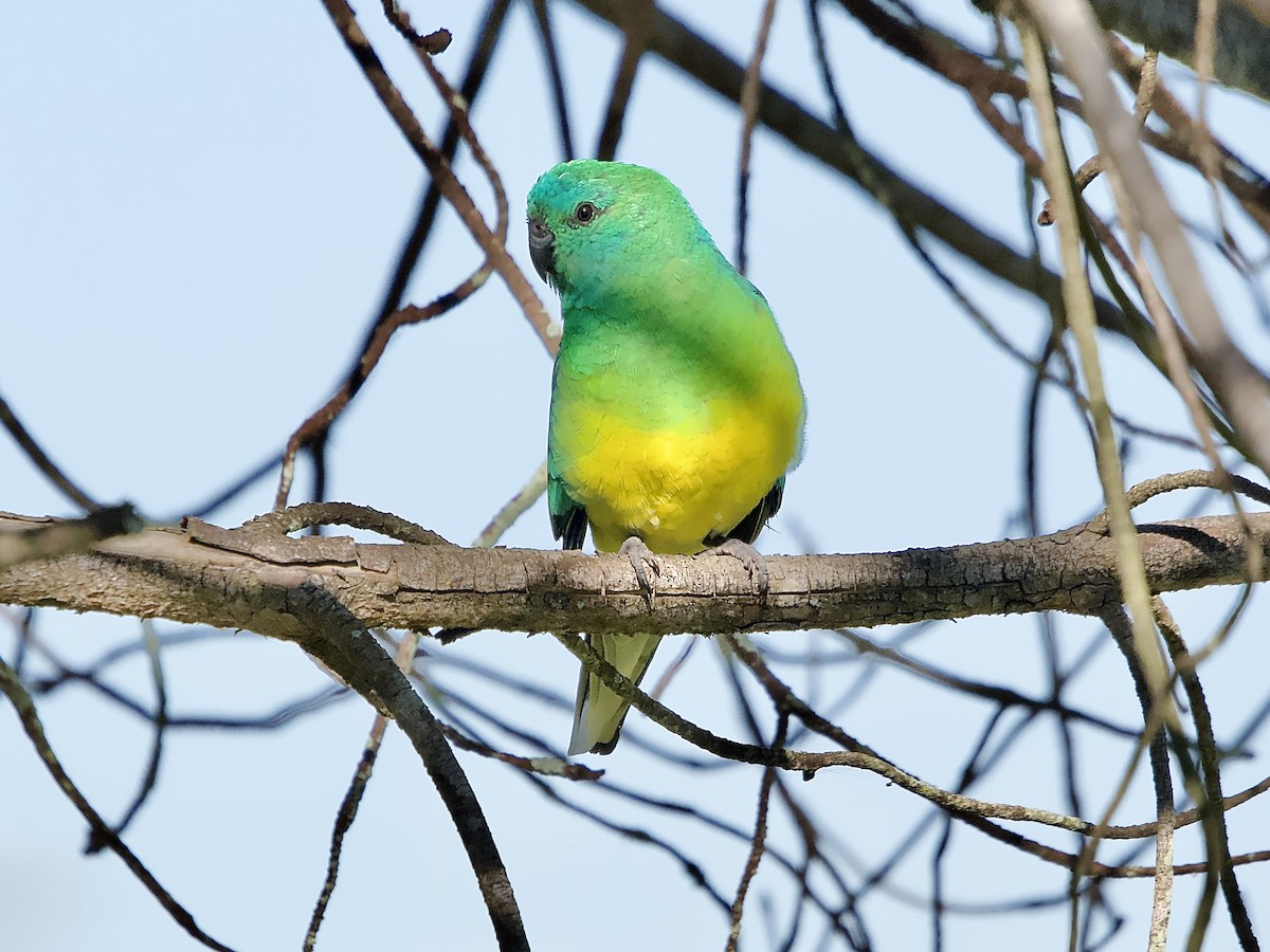 Red-rumped Parrot - ML620880436