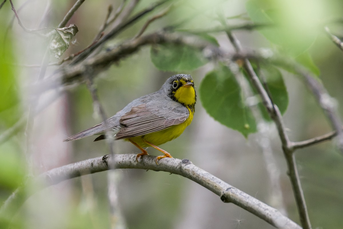 Canada Warbler - ML620880440