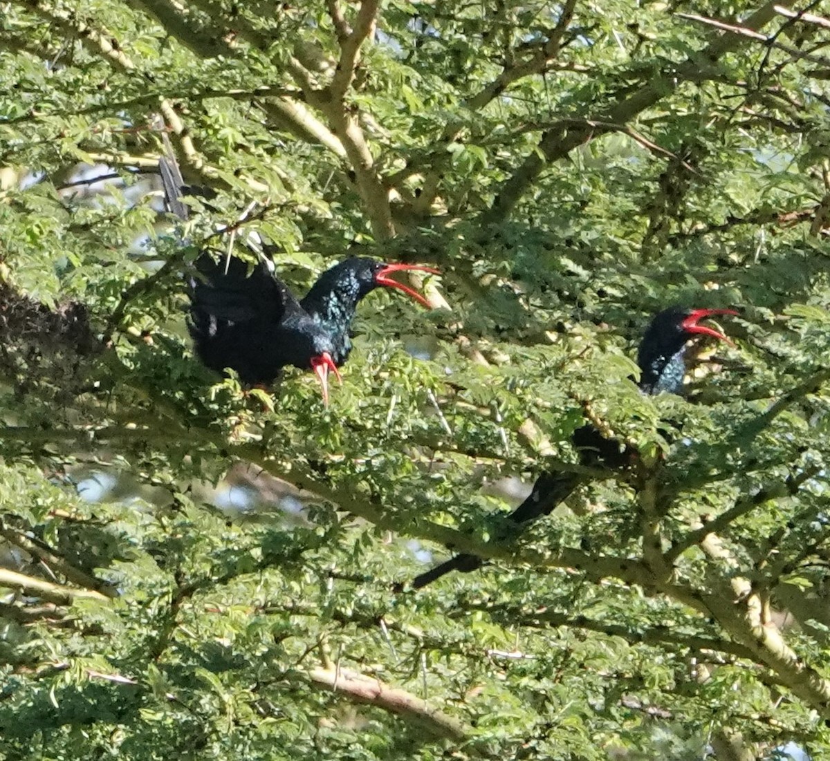 Green Woodhoopoe - ML620880445