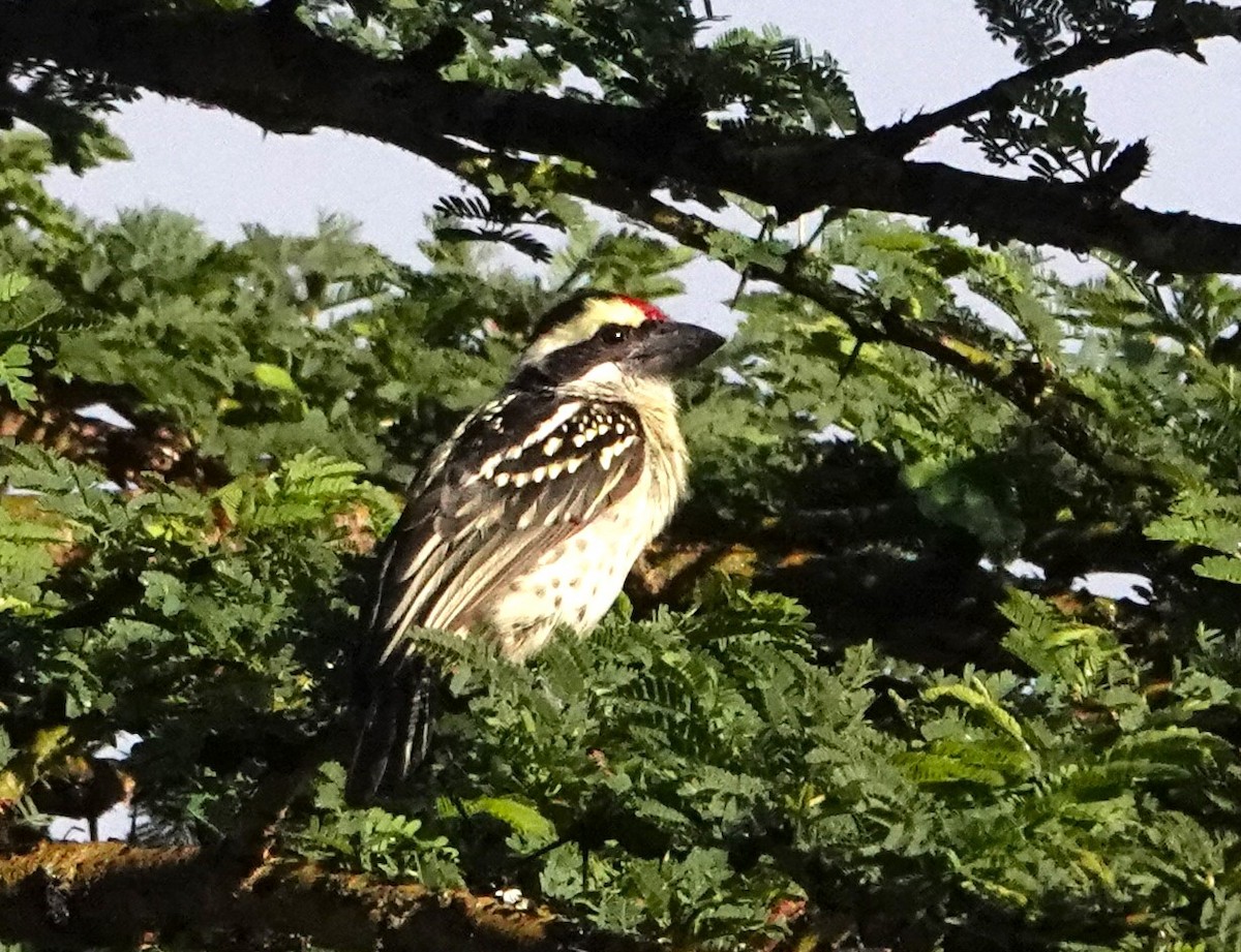 Diadembartvogel - ML620880446