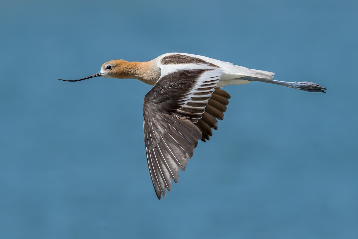 Avocette d'Amérique - ML620880448