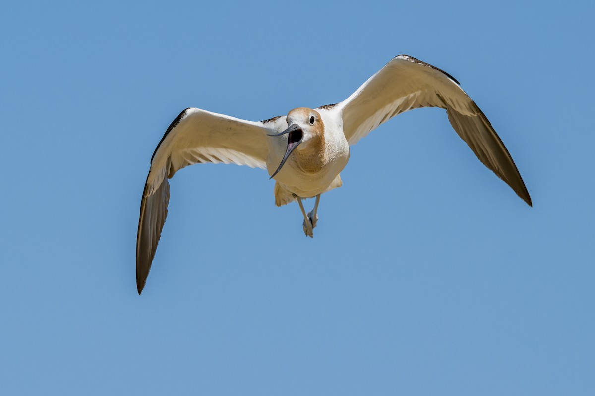 Avoceta Americana - ML620880450