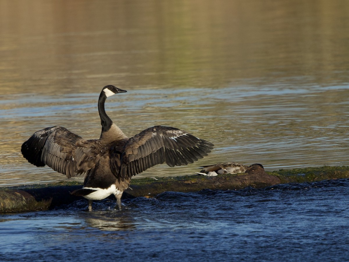 Canada Goose - ML620880451