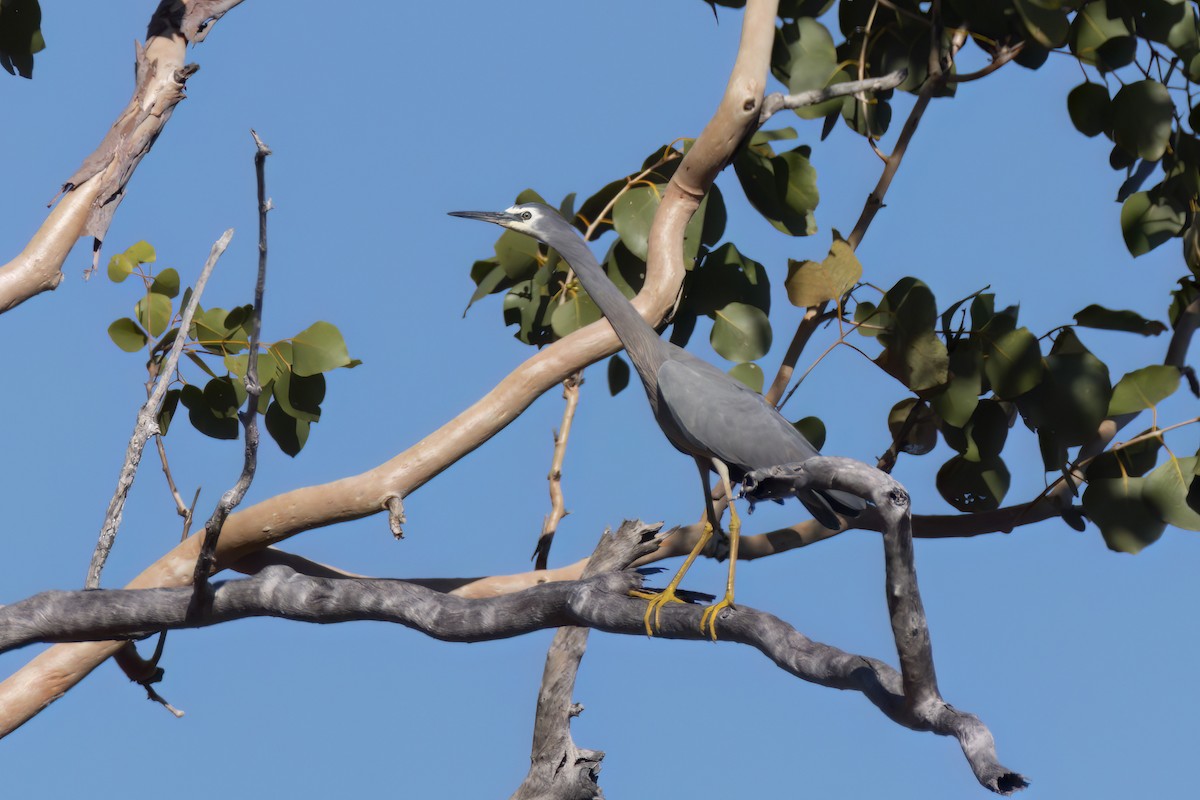 White-faced Heron - ML620880452