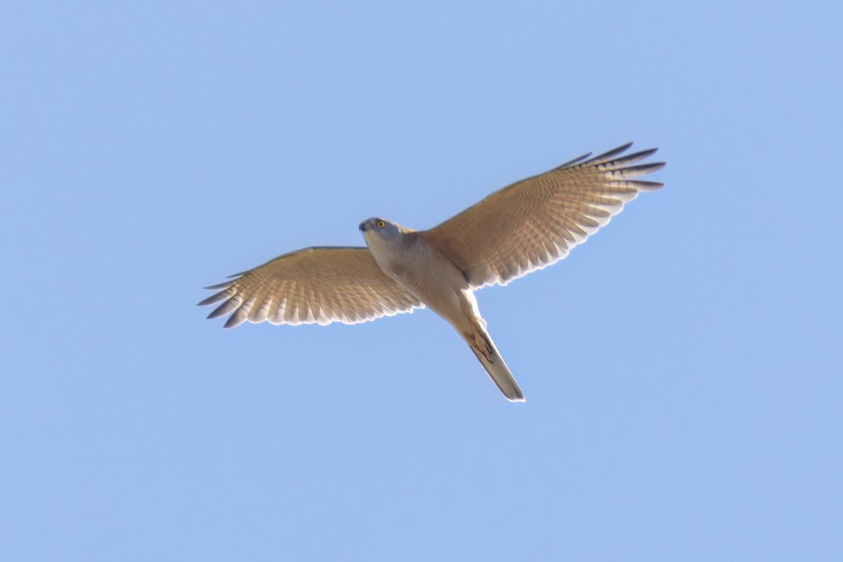 Brown Goshawk - ML620880453