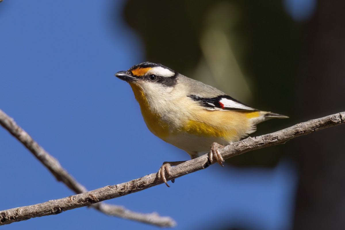 Pardalote Estriado (grupo melanocephalus) - ML620880456