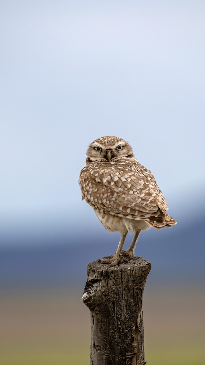 Burrowing Owl - ML620880458