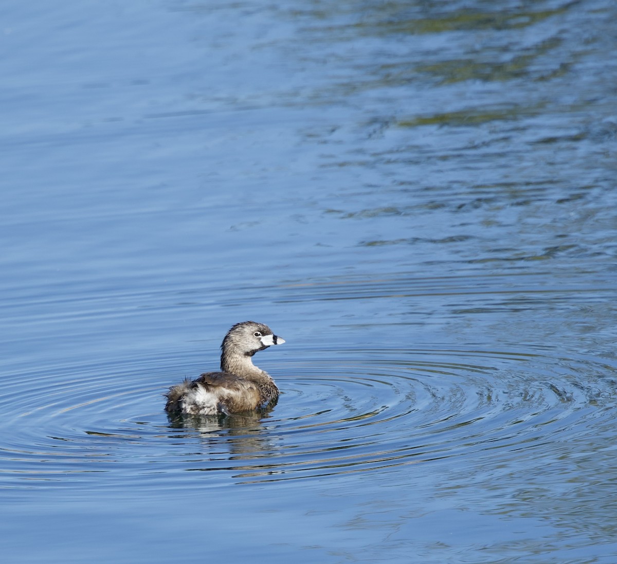 Pied-billed Grebe - ML620880459