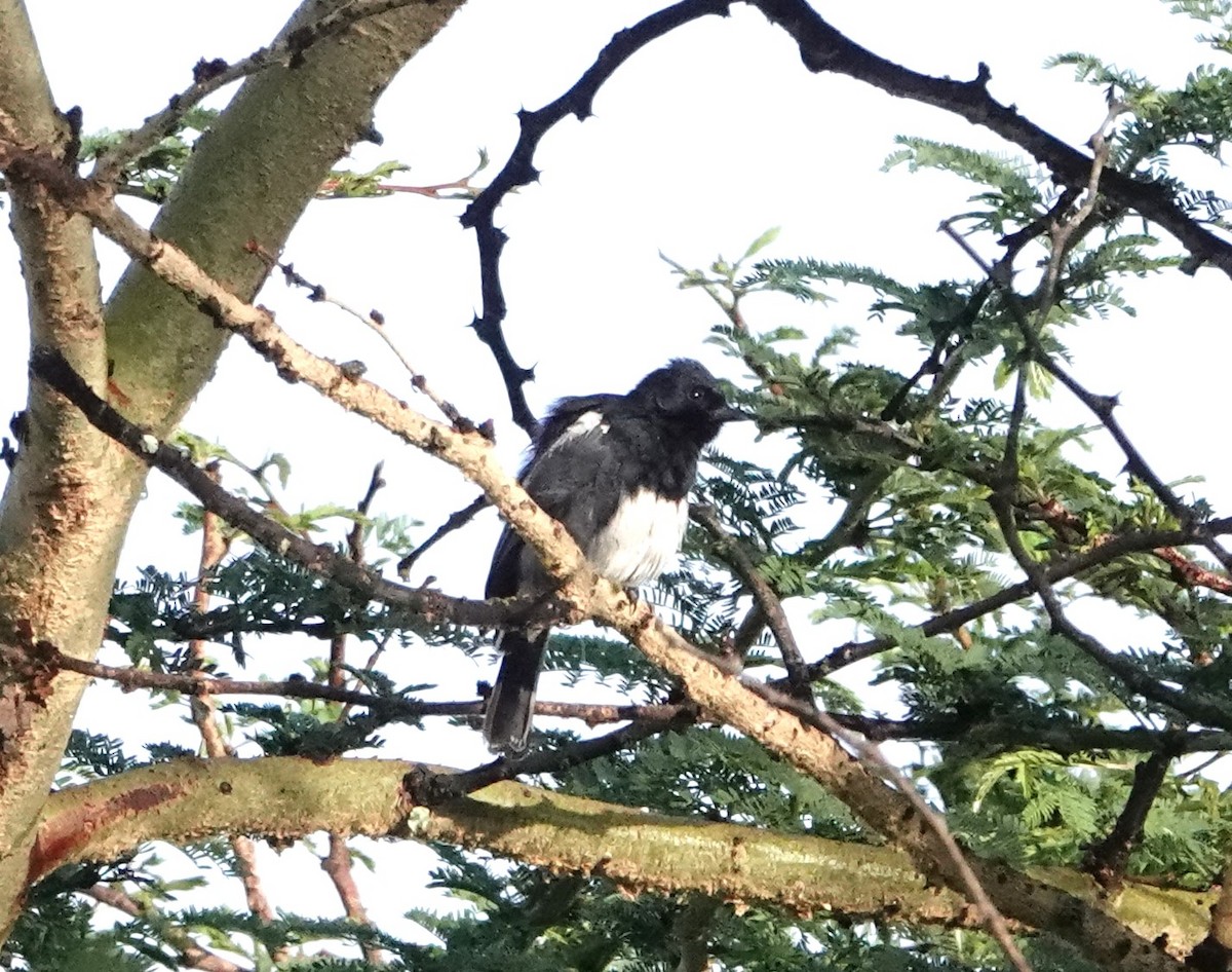 White-bellied Tit - ML620880461