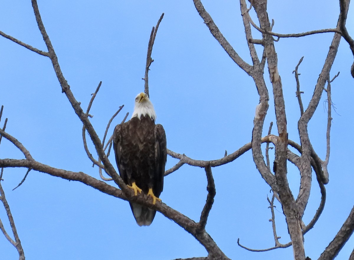 Bald Eagle - ML620880463