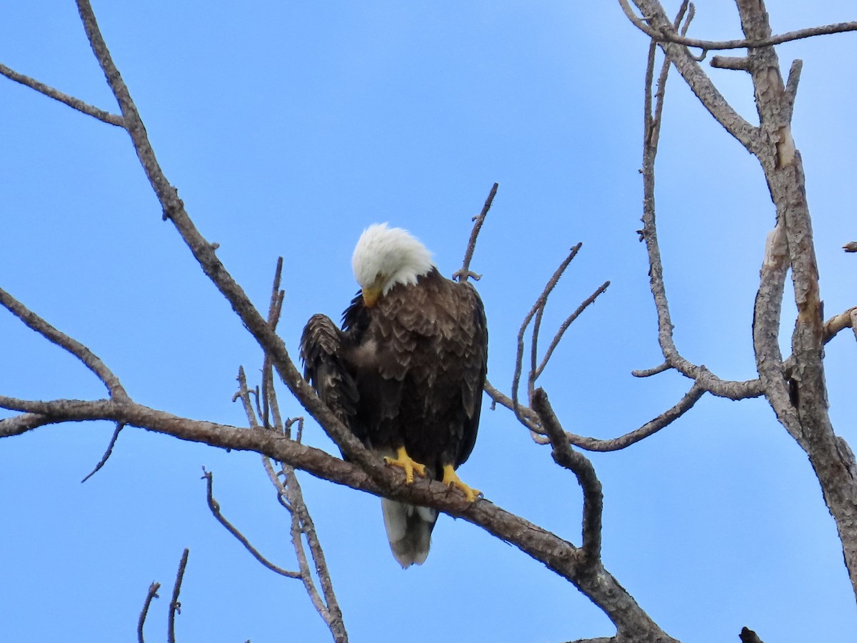 Bald Eagle - ML620880465