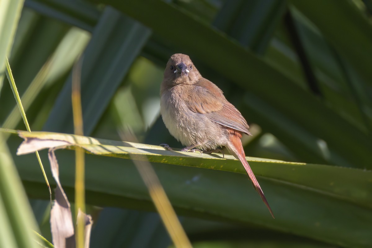 Crimson Finch - Andreas Heikaus