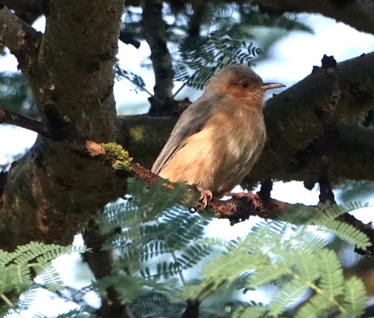 Red-faced Crombec - ML620880470