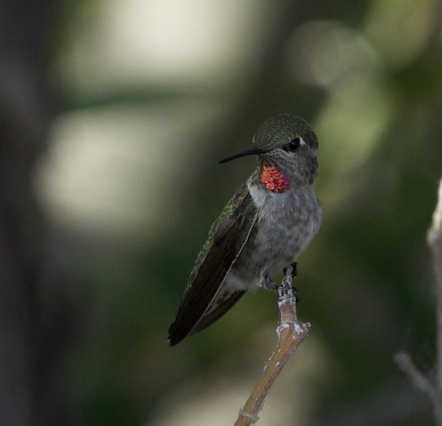 Anna's Hummingbird - ML620880471