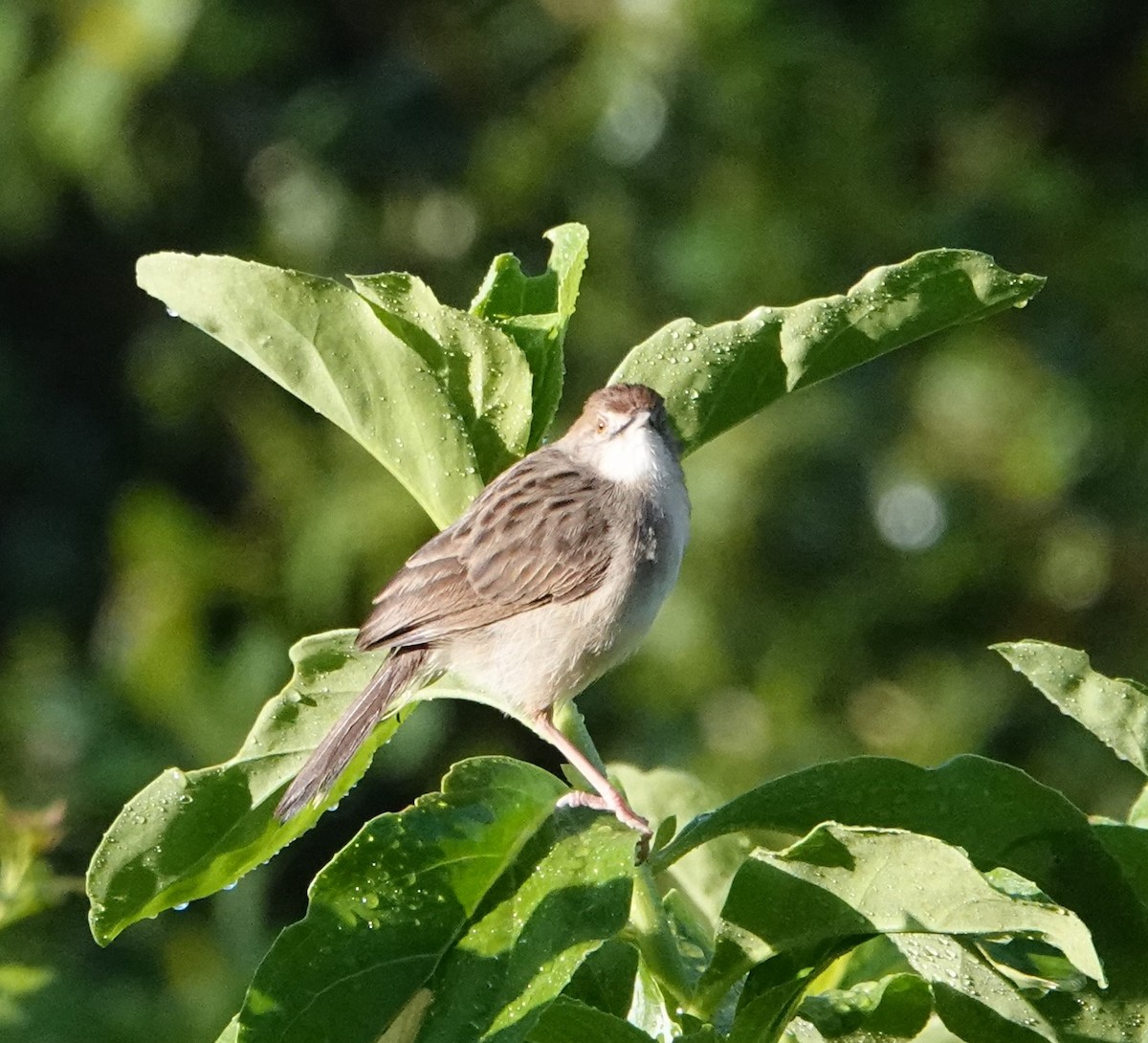 Rattling Cisticola - ML620880472