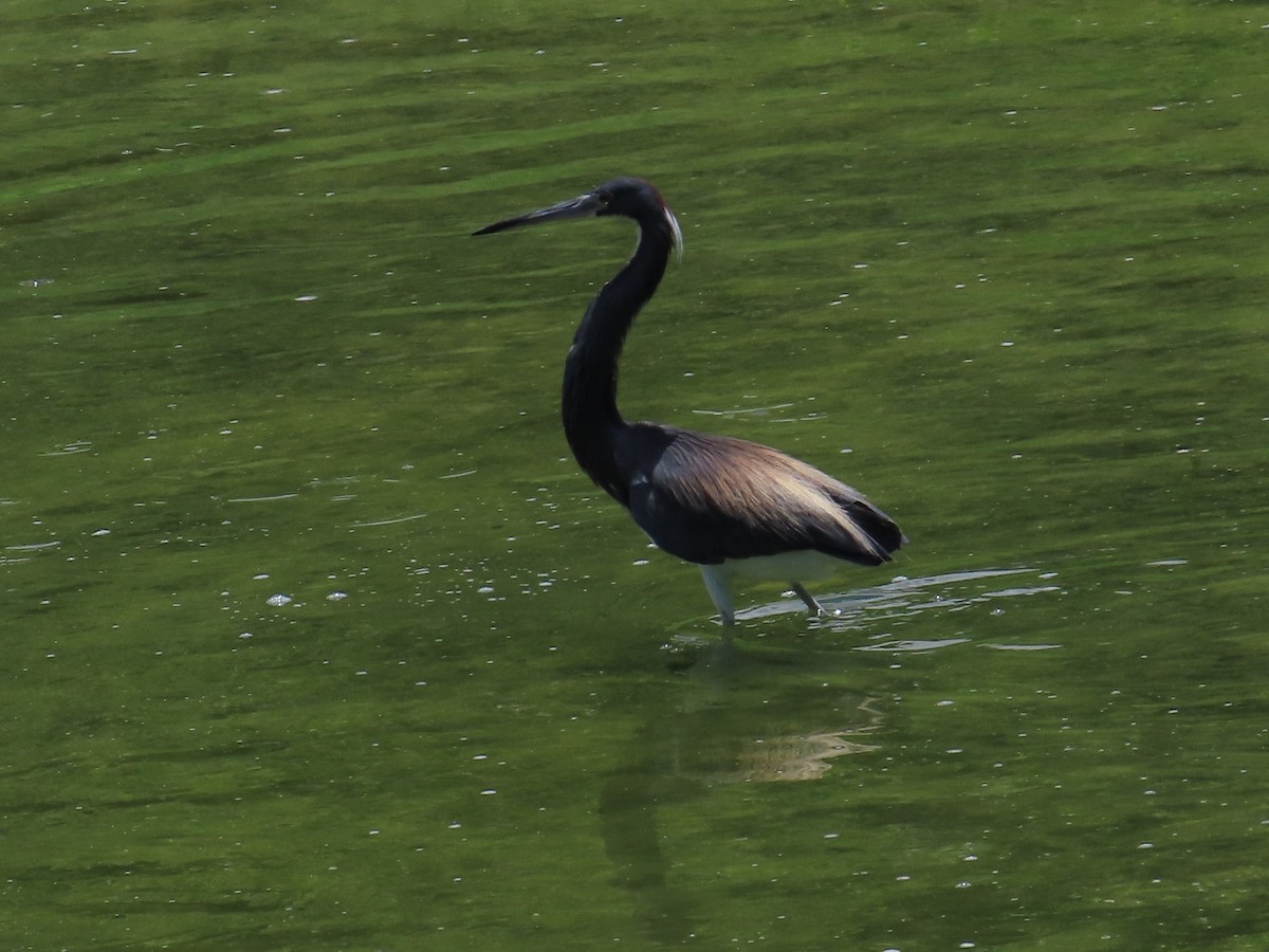 Tricolored Heron - ML620880475