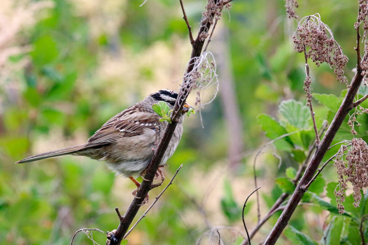 White-crowned Sparrow - ML620880483