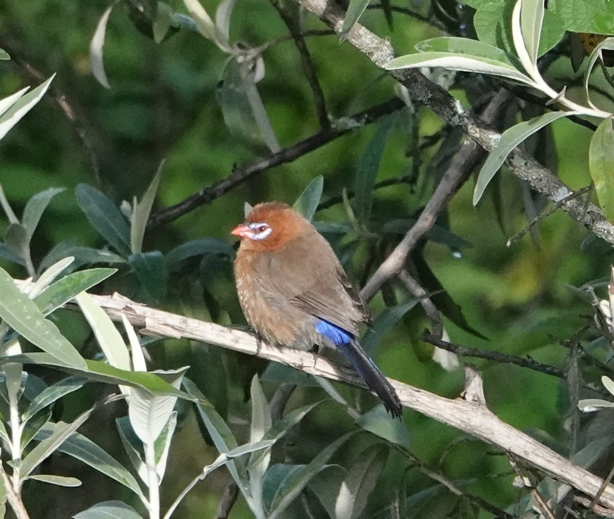 Cordonbleu violacé - ML620880484