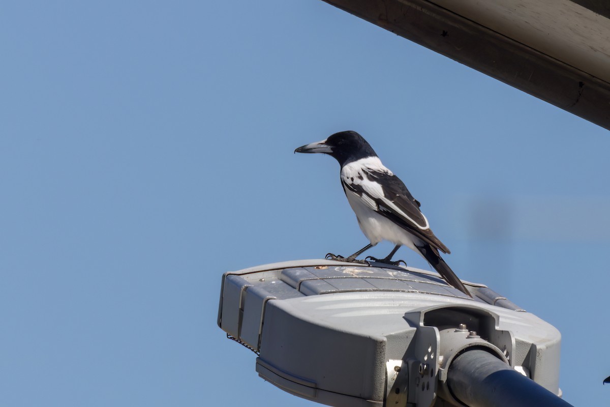 Pied Butcherbird - ML620880491