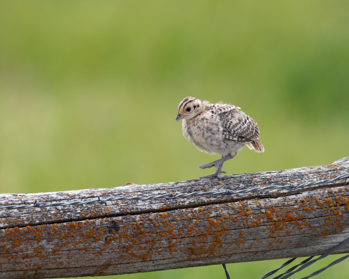 Ring-necked Pheasant - ML620880493