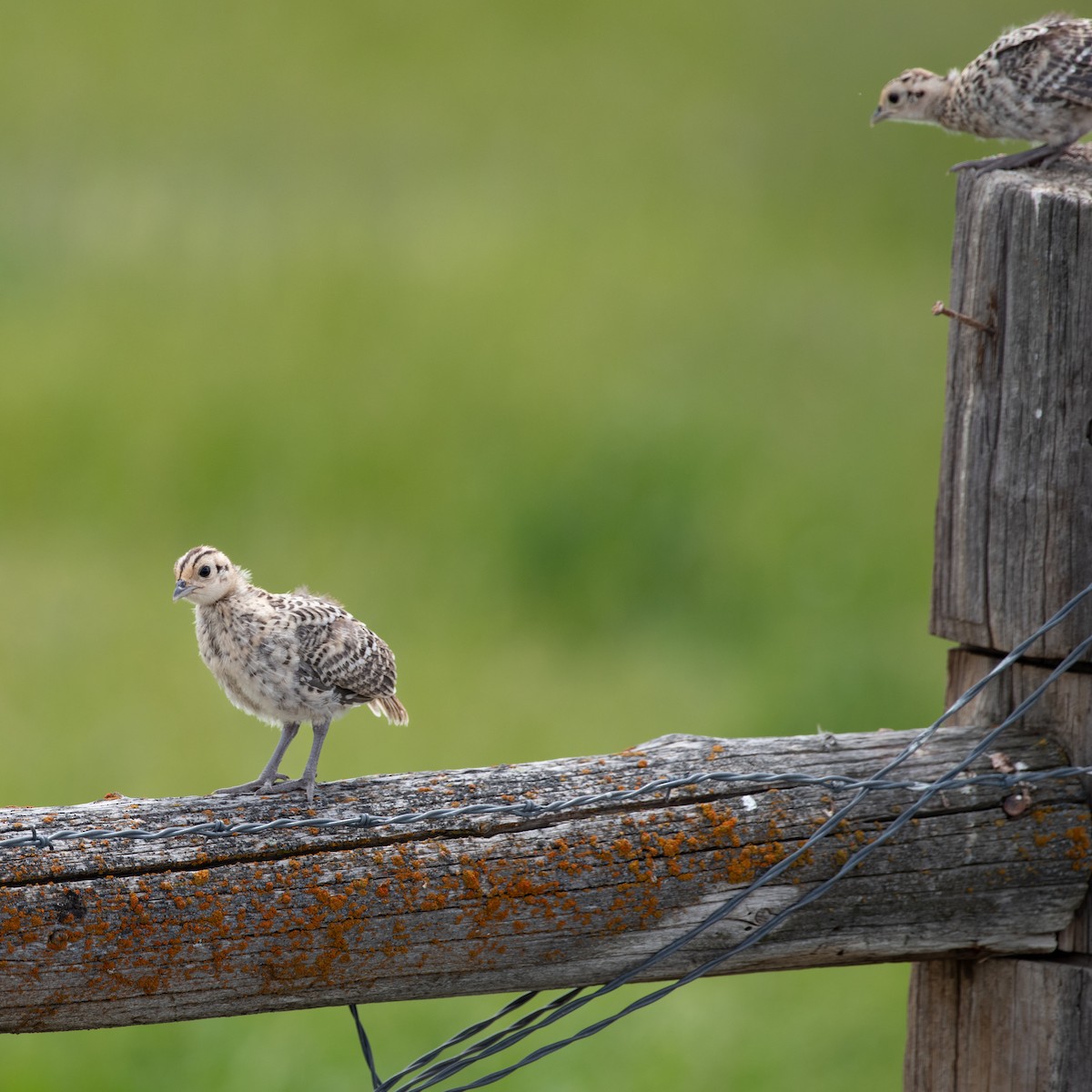 Ring-necked Pheasant - ML620880494