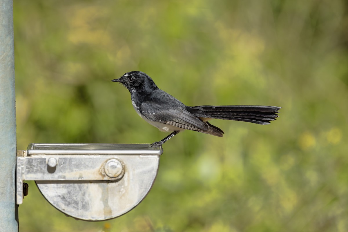 Willie-wagtail - ML620880496