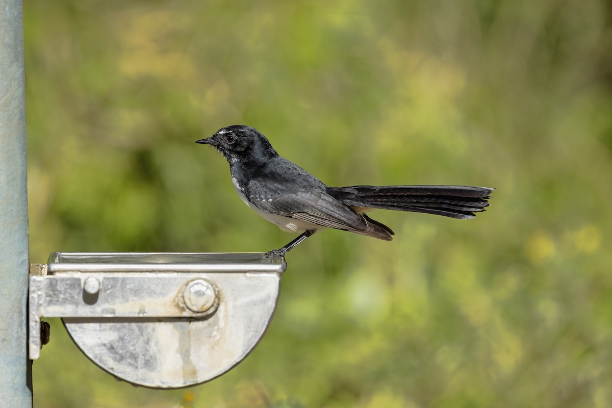 Willie-wagtail - Jill Duncan &  Ken Bissett