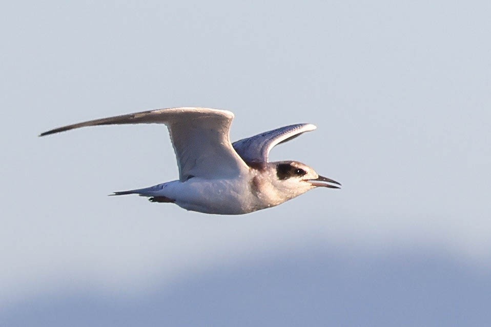 Forster's Tern - ML620880498