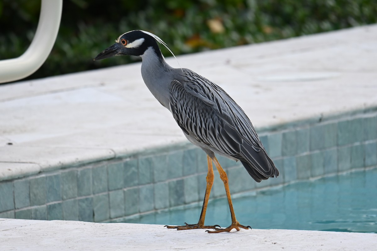 Yellow-crowned Night Heron - Hale Edwards