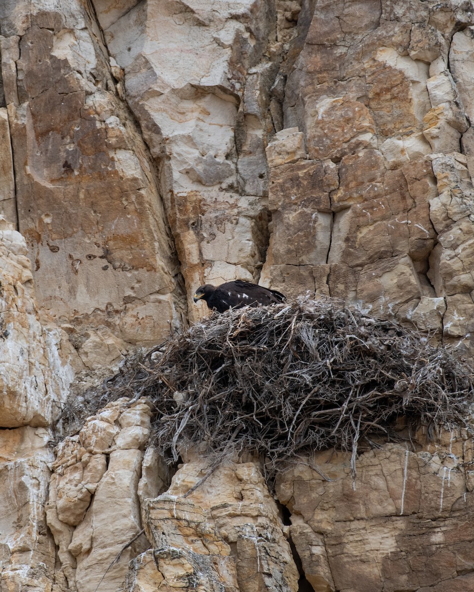 Golden Eagle - Kayla McCurry