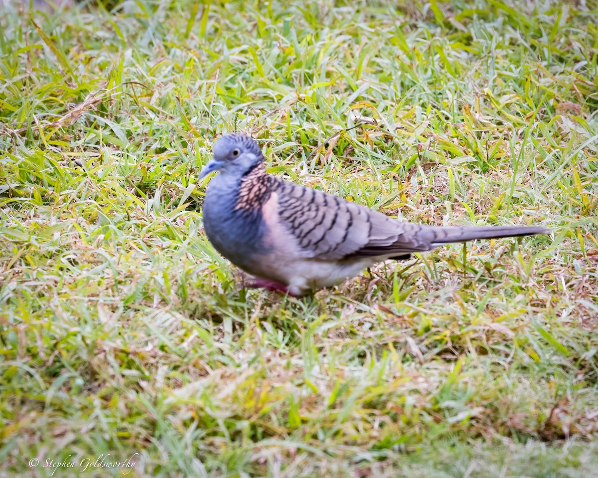 Bar-shouldered Dove - ML620880510