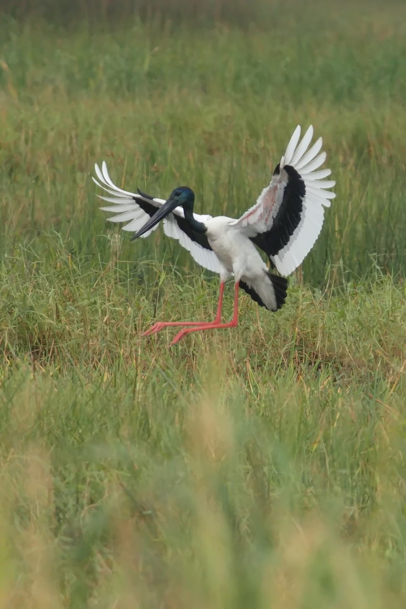 Black-necked Stork - ML620880516