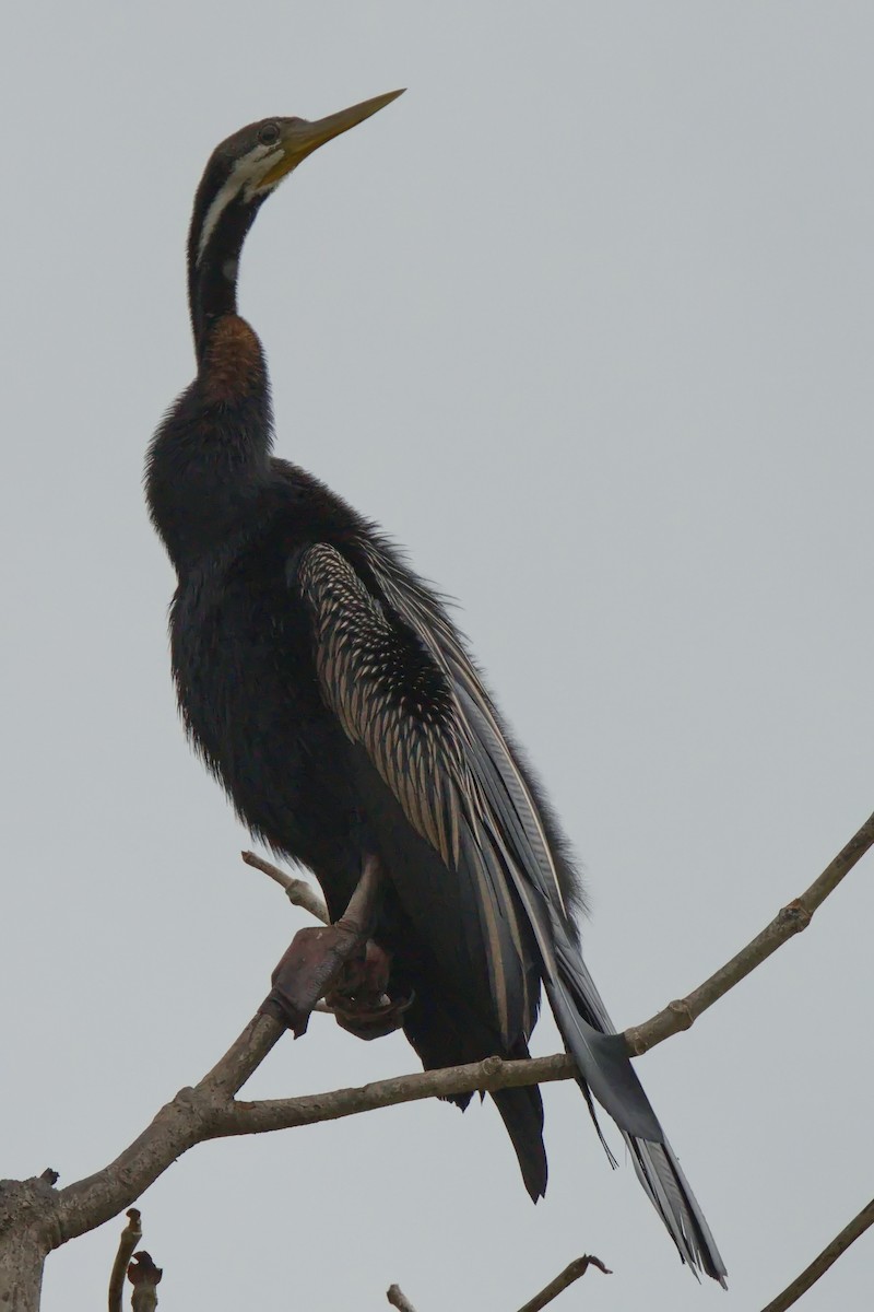 Austral-Schlangenhalsvogel - ML620880520